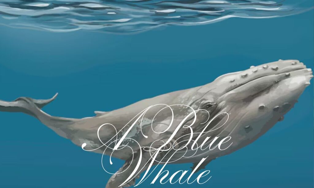 A Blue Whale