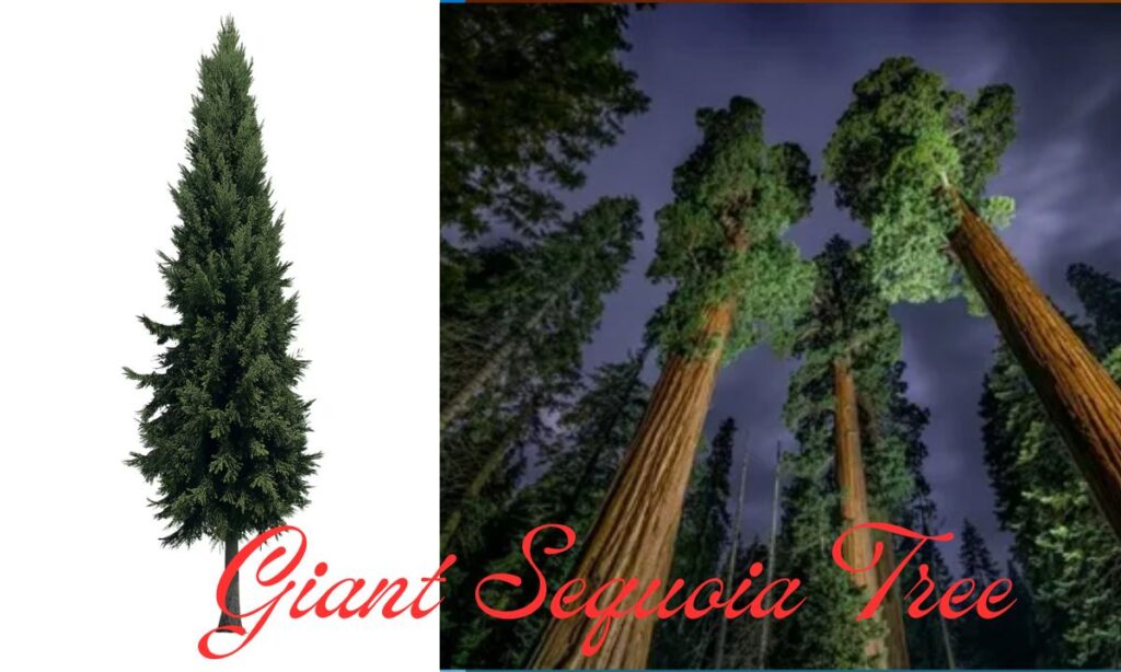 Giant Sequoia Tree